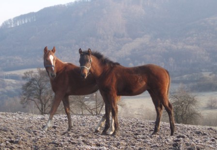 Lency (vpravo)