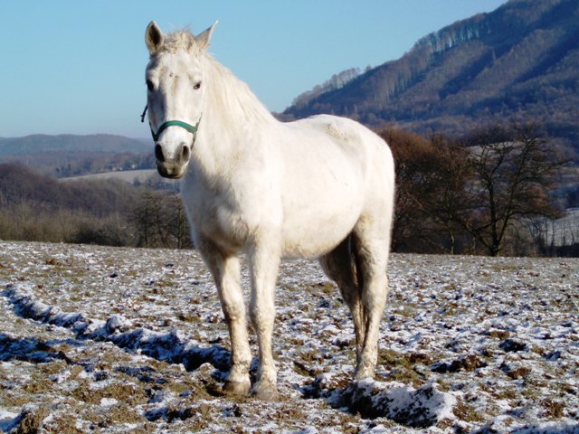 babuška.jpg