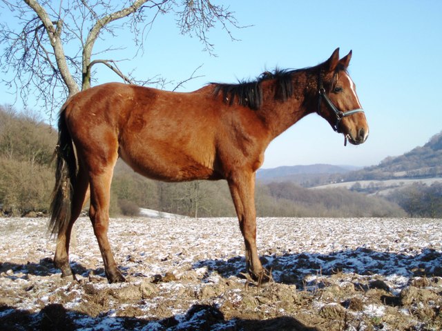 výběh.jpg
